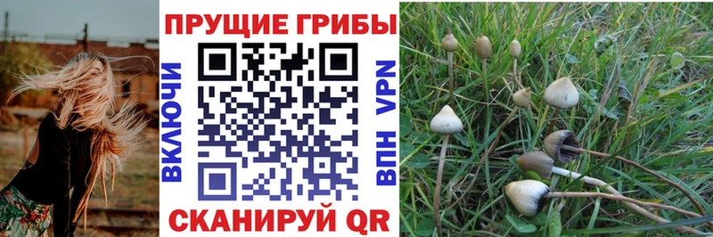 Псилоцибиновые грибы Cubensis Бутурлиновка